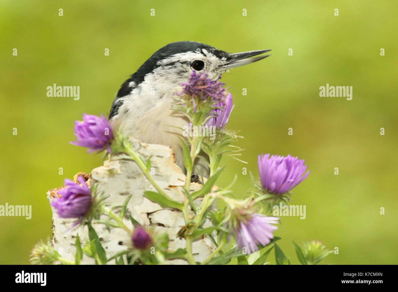 A White-breasted Nuthatch singing among purple flowers Stock Photo - Alamy