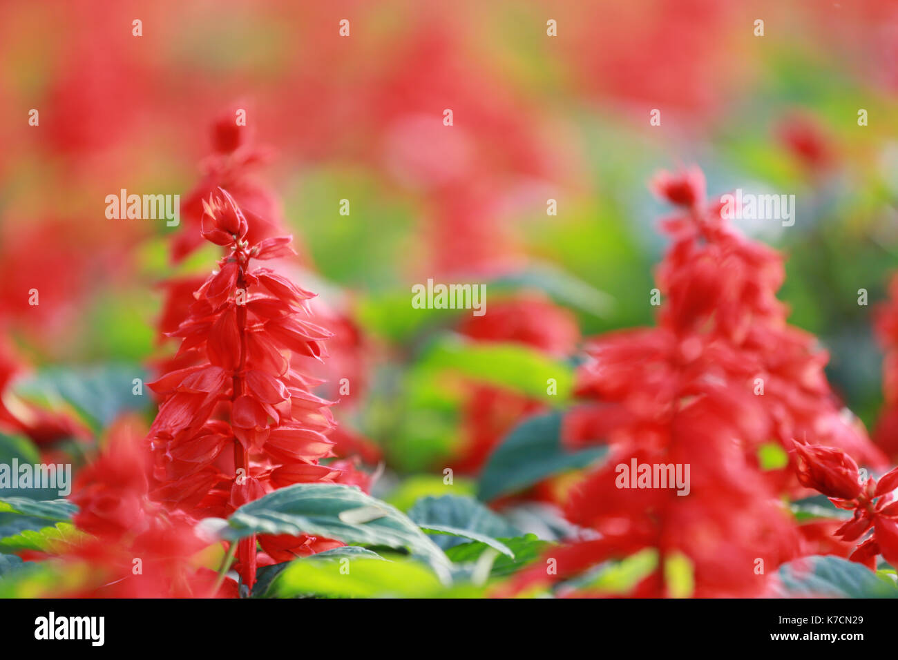 Red Salvia flower bloom in the garden. Stock Photo