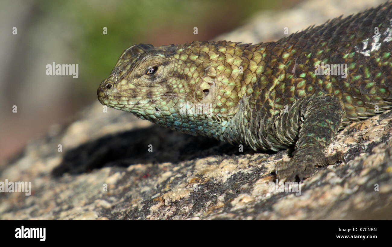 Granite Spiny lizard (Sceloporus orcutti) looking at camera sitting on granite rock Stock Photo