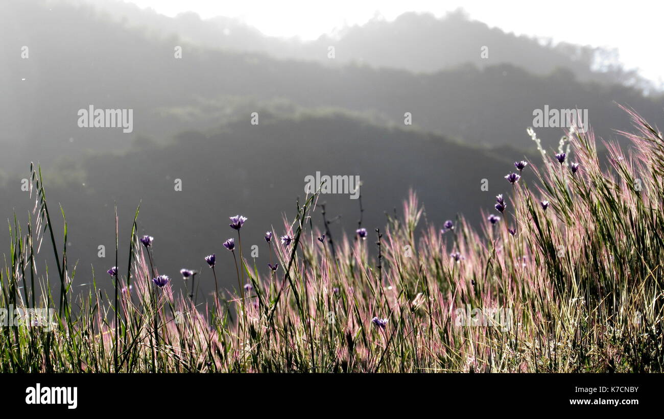 grassland scene with purple flowers and layers of wooded hills behind