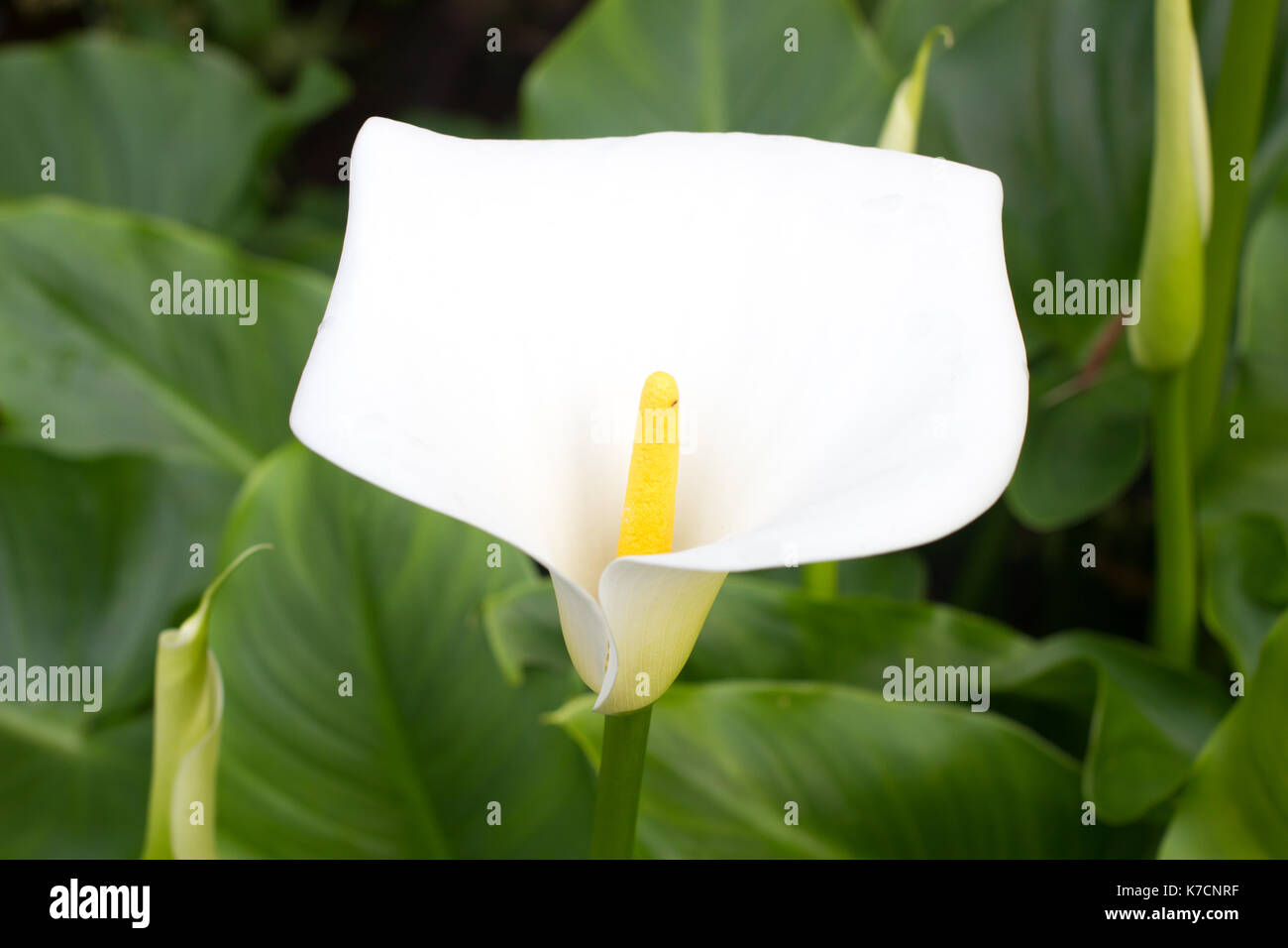 Group of calla flowers in the garden. White lily. Stock Photo
