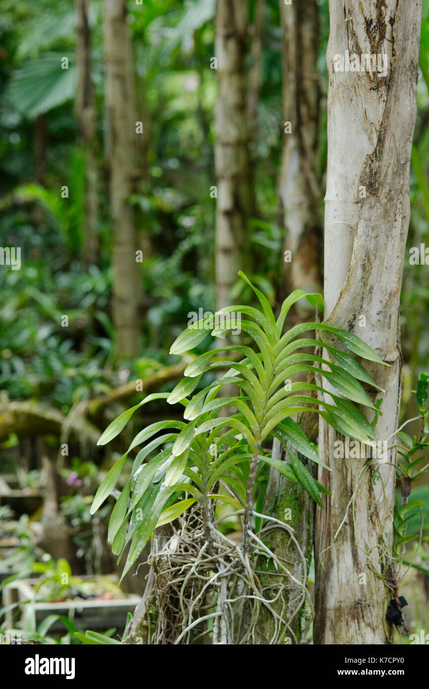 VANDA ORCHIDS GROWING ON A TREE IN A GARDEN SETTING; PHOTOGRAPHED IN SABAH; MALAYSIA; BORNEO. Stock Photo