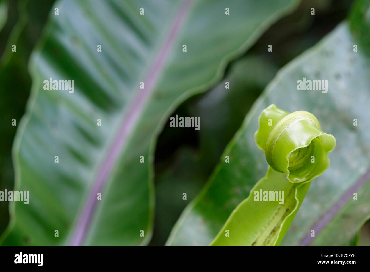 Malaysia birds nest hi-res stock photography and images - Alamy