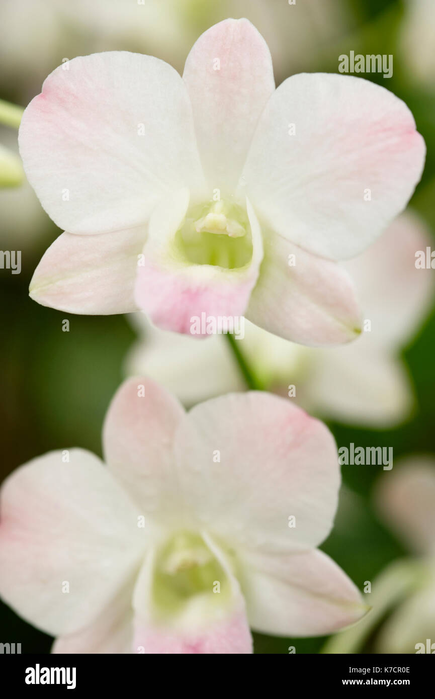 PALE PINK DENDROBIUM ORCHID Stock Photo Alamy