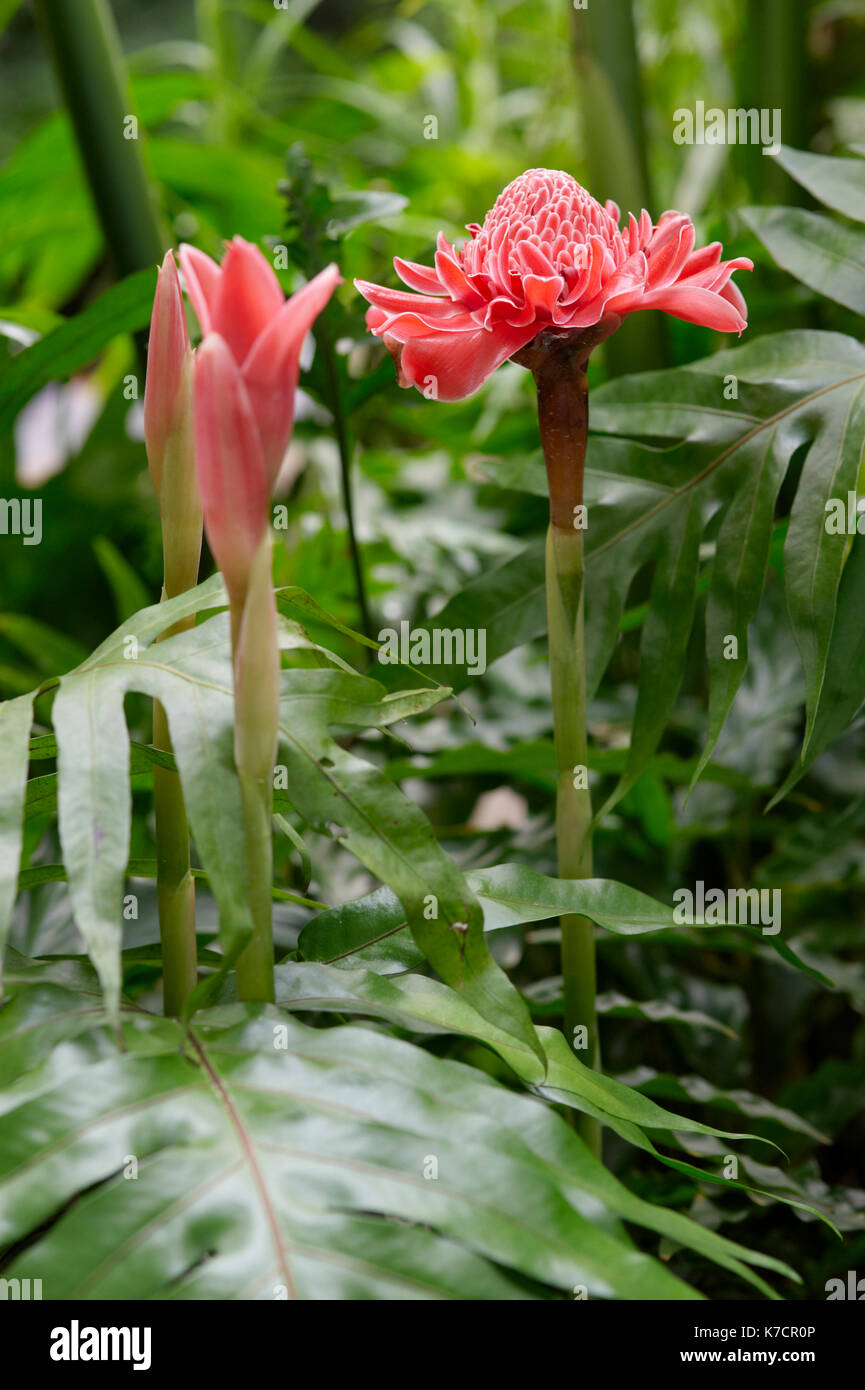 ETLINGERA ELATIOR; RED GINGER LILY FLOWERS Stock Photo
