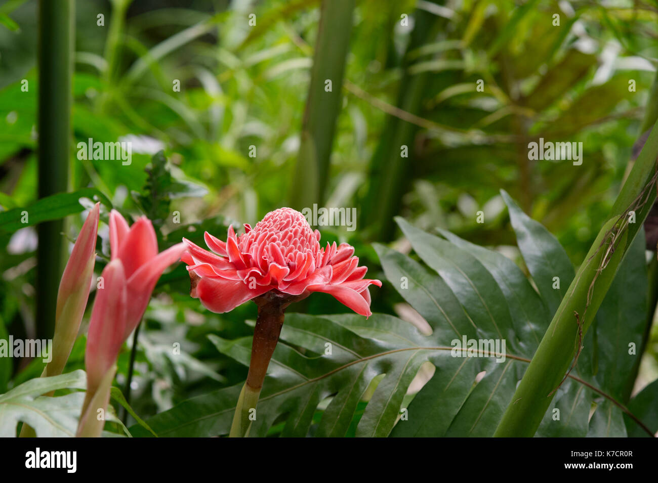 ETLINGERA ELATIOR; RED GINGER LILY FLOWERS Stock Photo