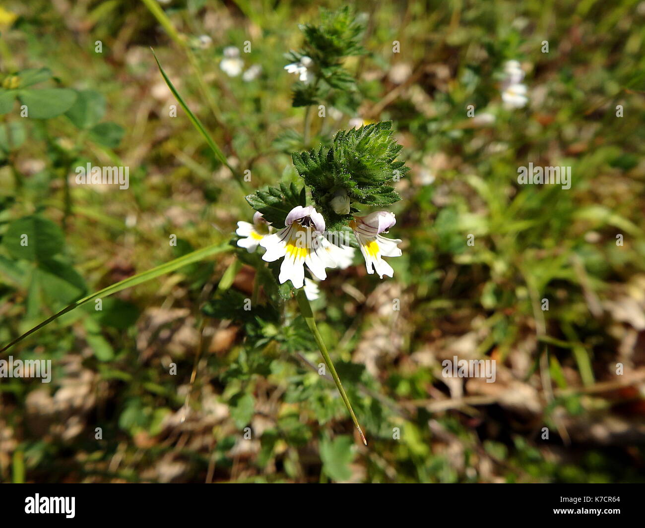 Flowers of the Eyebright, (Euphrasia rostkoviana) Stock Photo