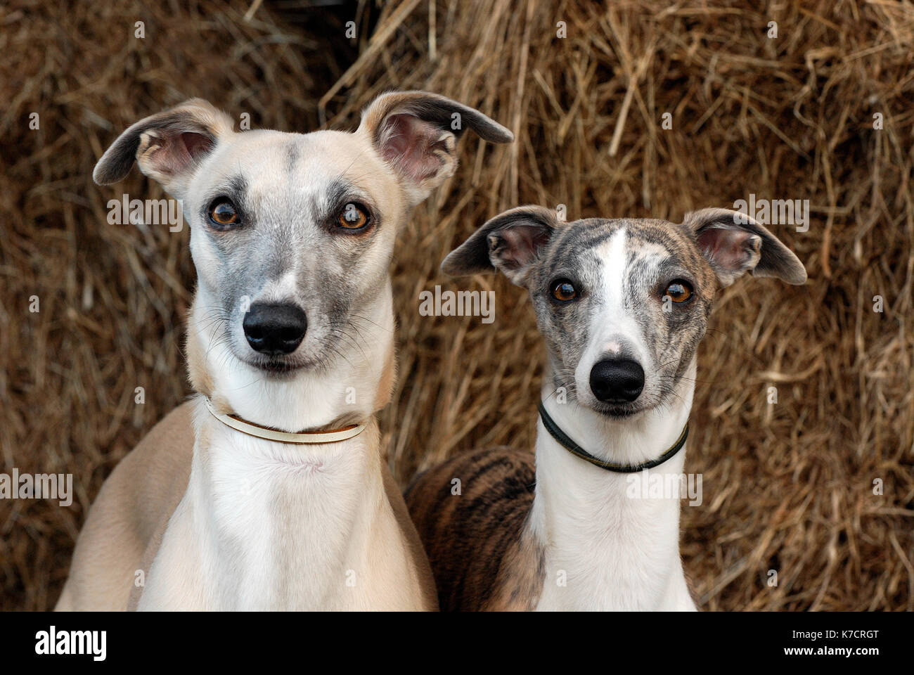 Two whippets or dogs looking cute and directly at the camera. Funny, comical, humourous canine or pooches with ears sticking out and wide eyed. Stock Photo