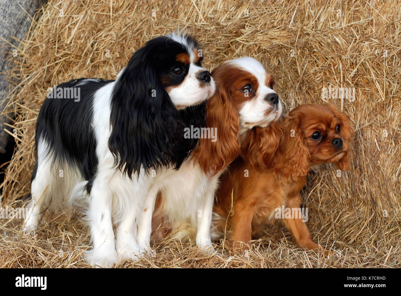 cavalier dog show