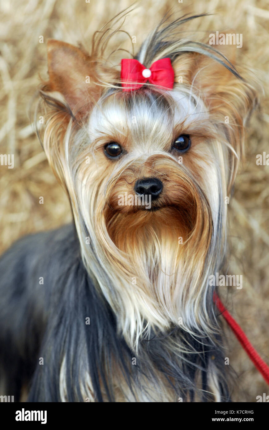 A Yorkshire Terrier With A Red Bow Of Ribbon In Its Hair Of Fur Yorky K7CRHG 