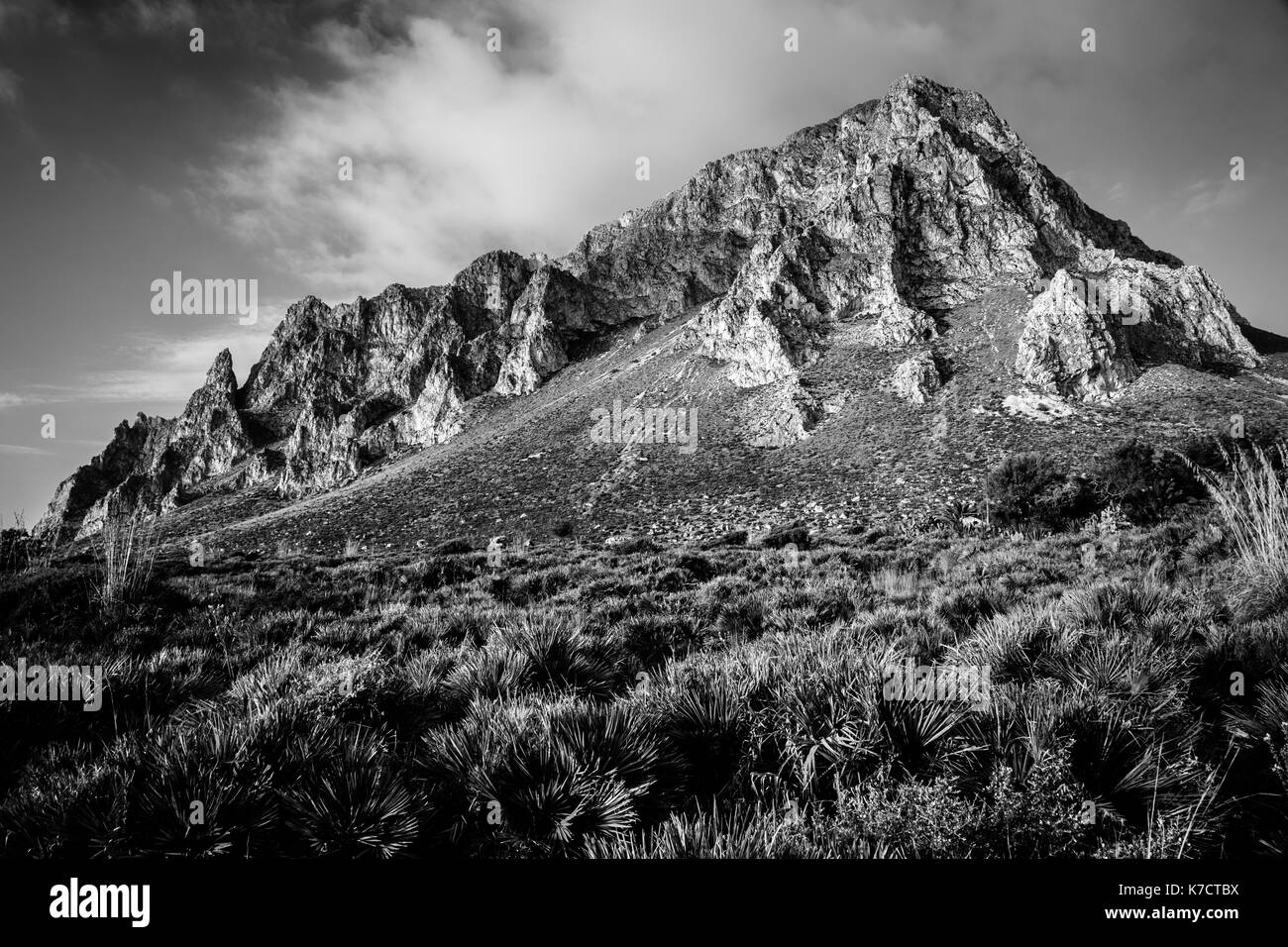 Shrubs top view Black and White Stock Photos & Images - Alamy
