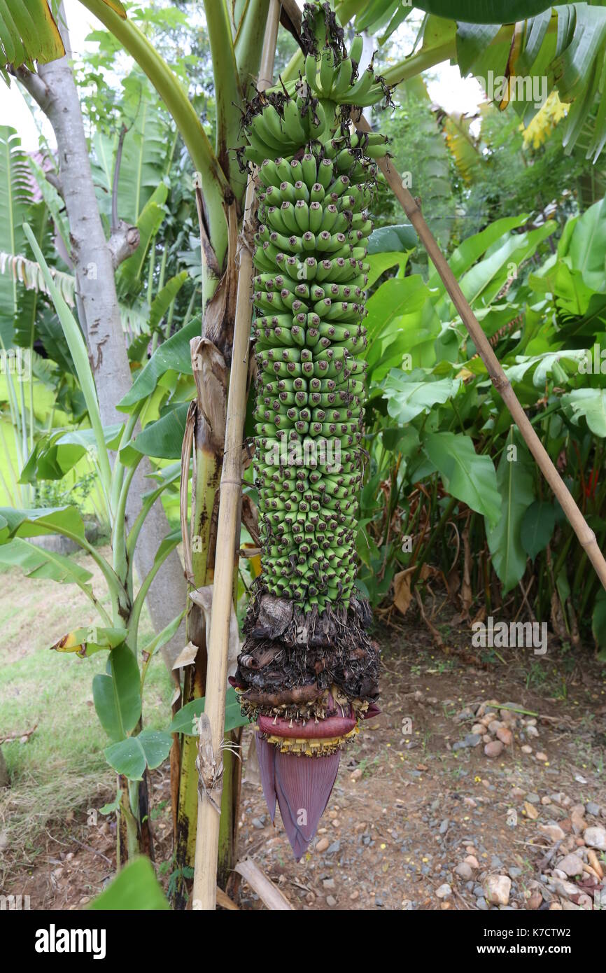 Raw Musaceae banana on tree in the fruit garden Stock Photo - Alamy