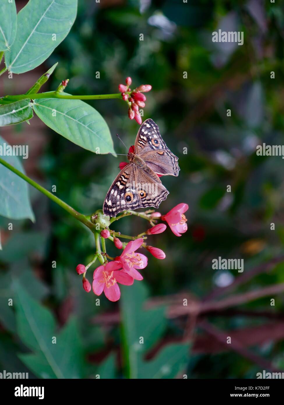 Beautiful butterfly in the butterfly house, Natural History Museum