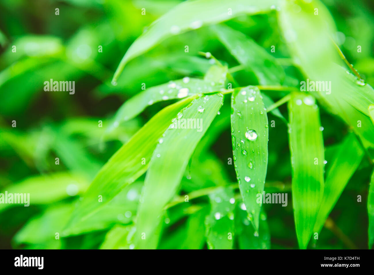 raining season. rain drops at green leaf of bamboo plant beautiful nature background Stock Photo