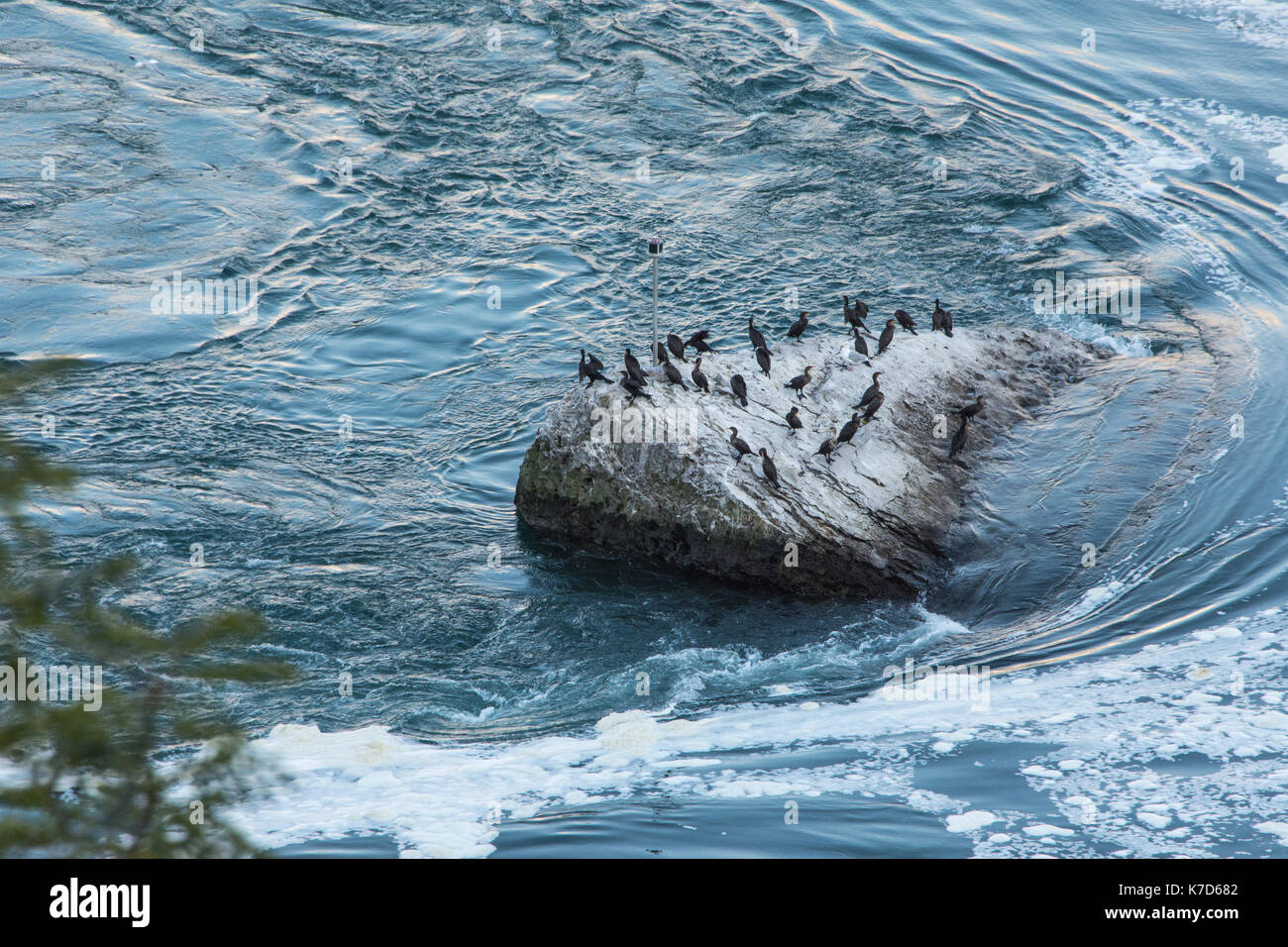 On a small stone island sit cormorants, which he chose Stock Photo