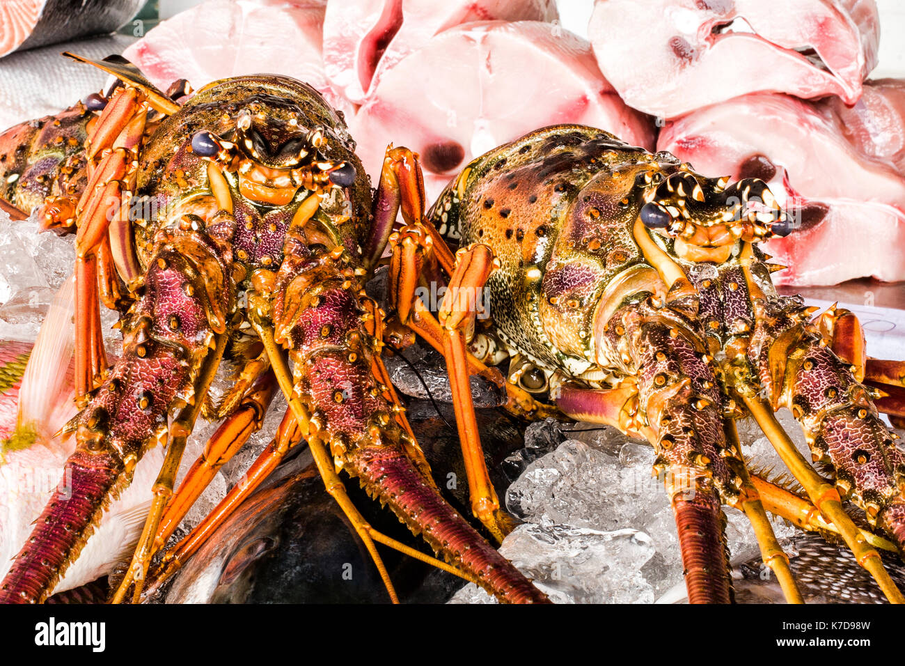 Close up of lobsters for sale in the fish market of Ubatuba, a coastal city at Sao Paulo state. Ubatuba, Sao Paulo state, Brazil. Stock Photo