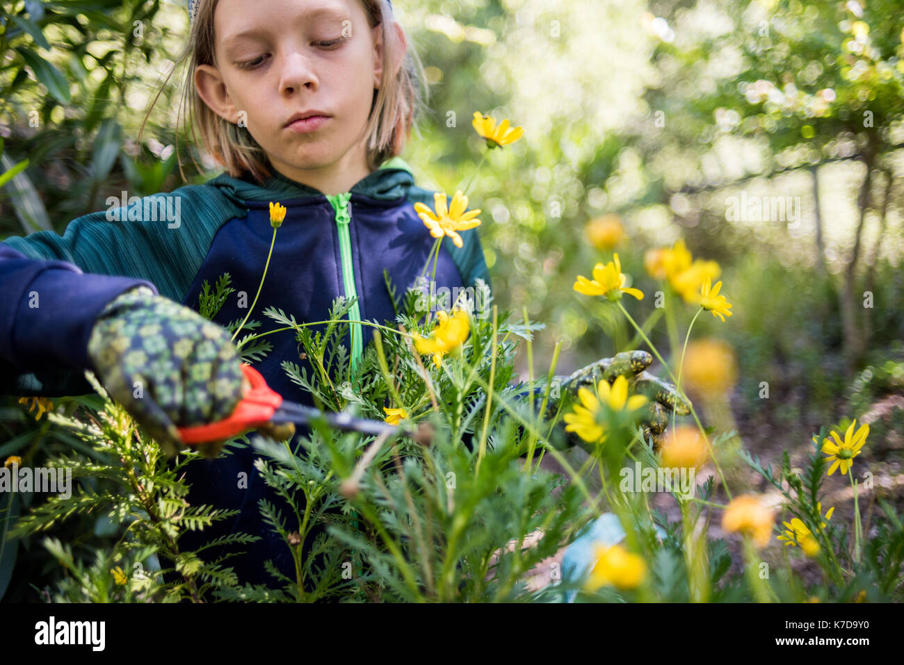 Serious boy pruning flowers in garden Stock Photo