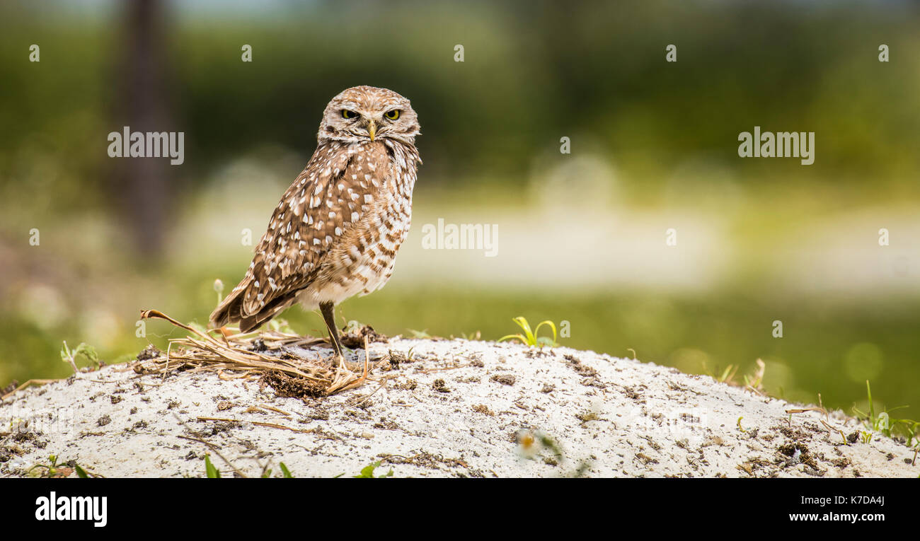 Burrowing Owl Athene cunicularia nest Stock Photo
