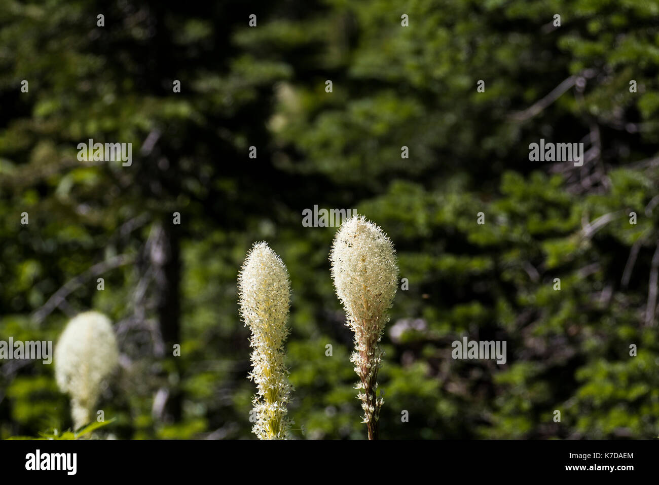 Wildlife wild flowers glacier national park landscapes Stock Photo - Alamy