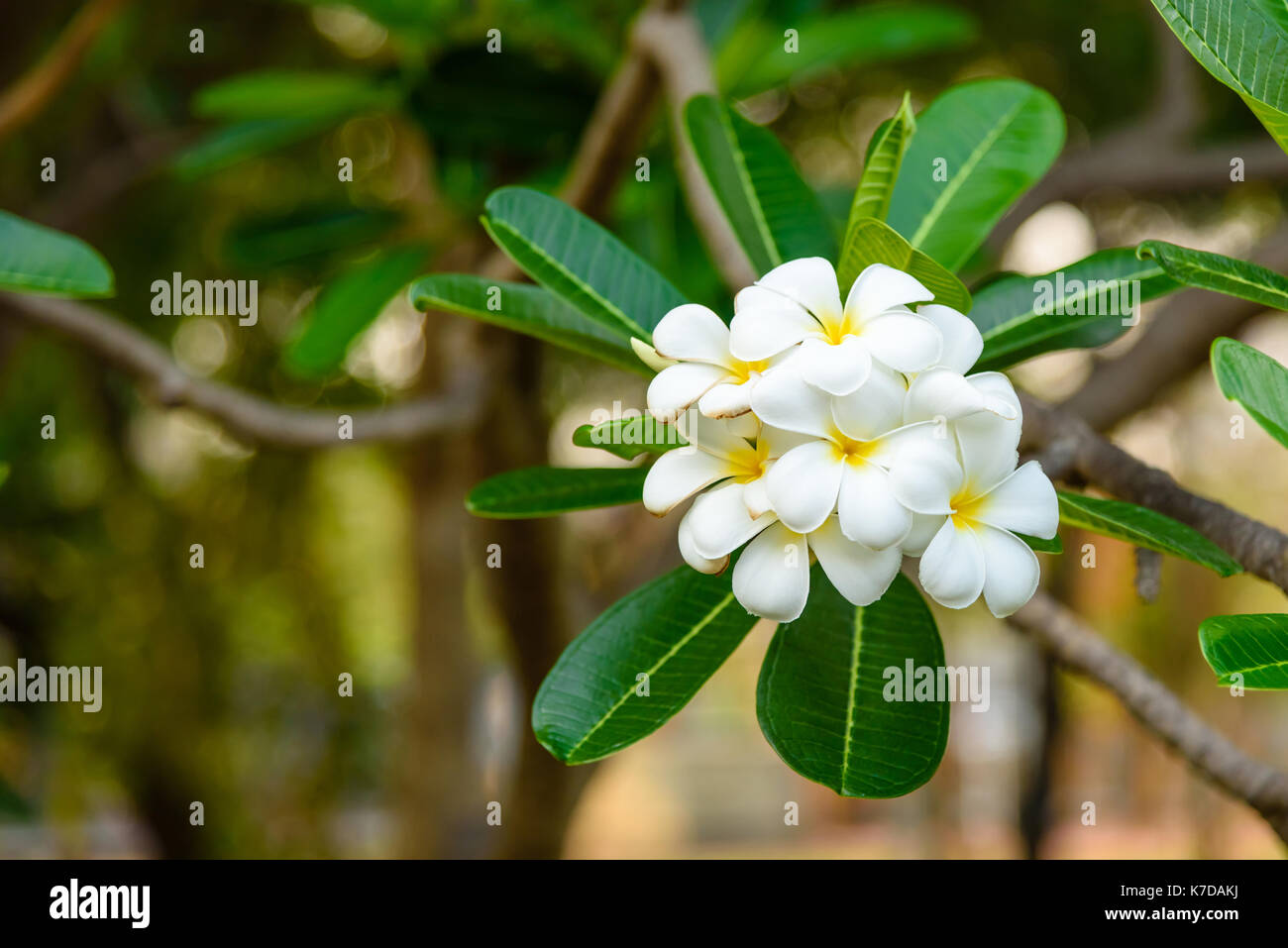 Beautiful White and yellow Frangipani flowers, Apocynaceae Family Stock Photo
