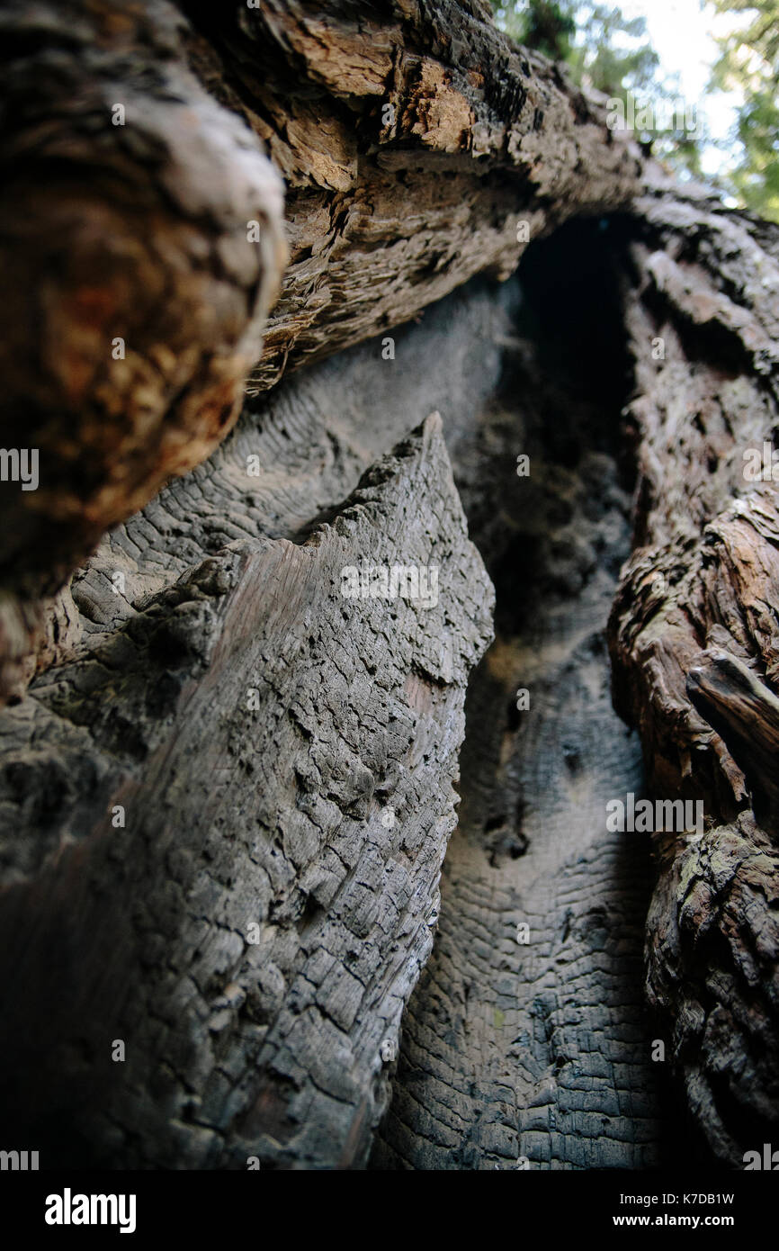 Low angle view of cracked tree trunk Stock Photo
