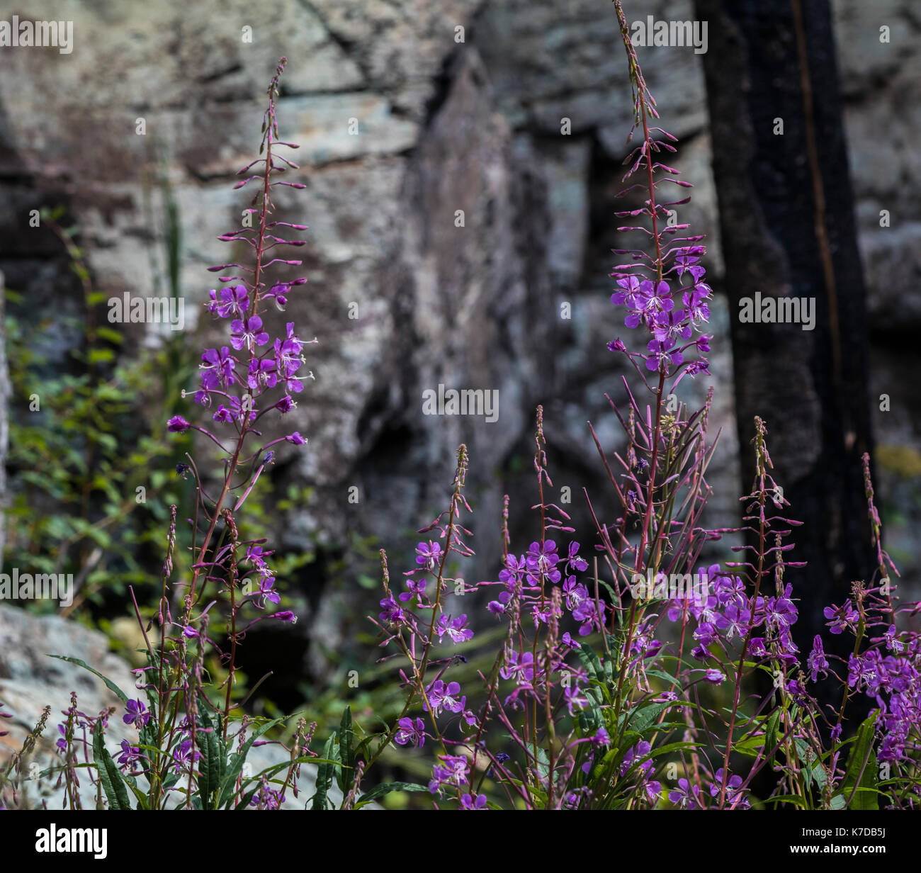 Wildlife wild flowers glacier national park landscapes Stock Photo - Alamy