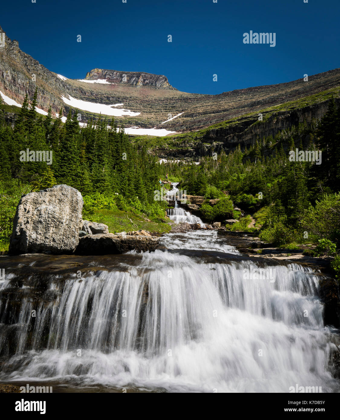 Wildlife wild flowers glacier national park landscapes Stock Photo - Alamy