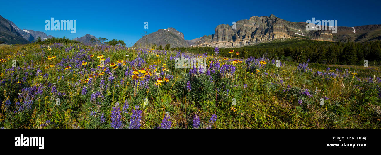 Wildlife wild flowers glacier national park landscapes Stock Photo