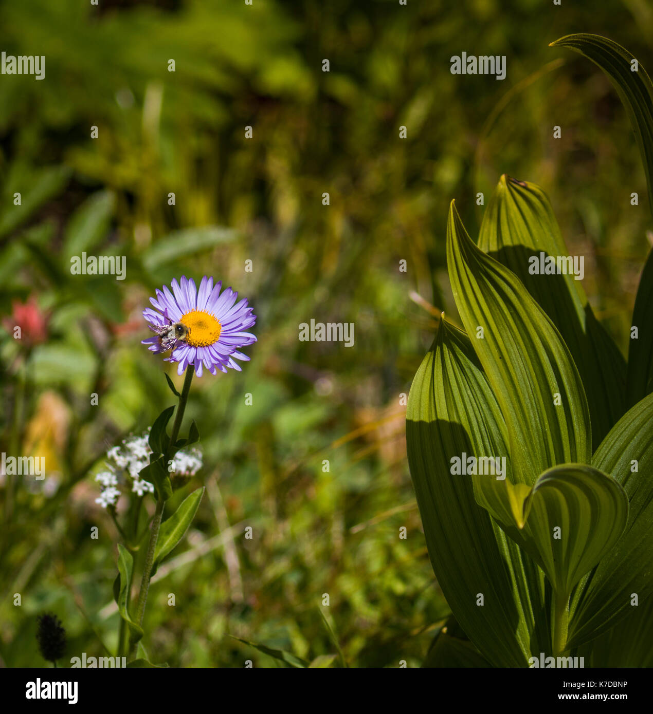 Wildlife wild flowers glacier national park landscapes Stock Photo - Alamy