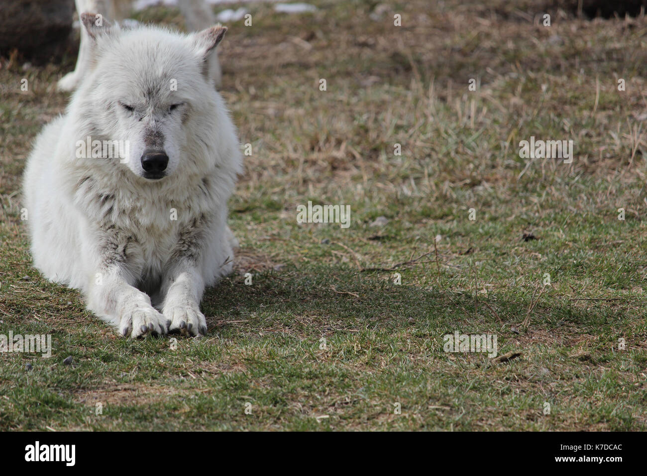 Arctic wolf relaxing on field Stock Photo