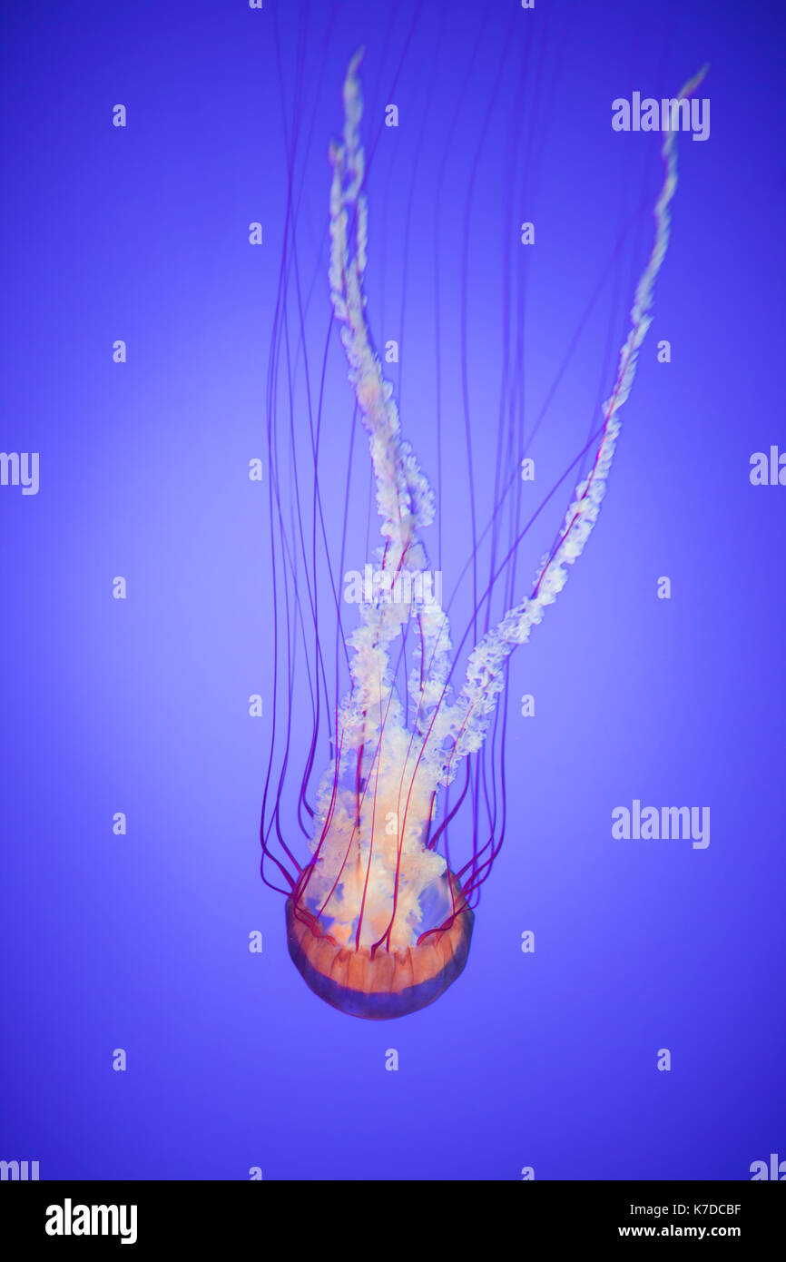 Close-up of jellyfish swimming underwater against blue background Stock ...
