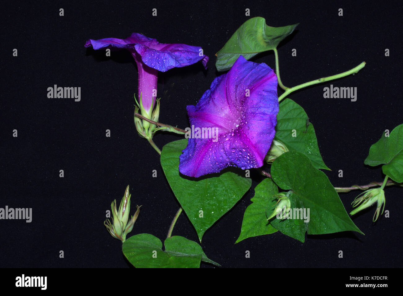 Morning glory heavenly blue (ipomoea tricolor) in the rain Stock Photo