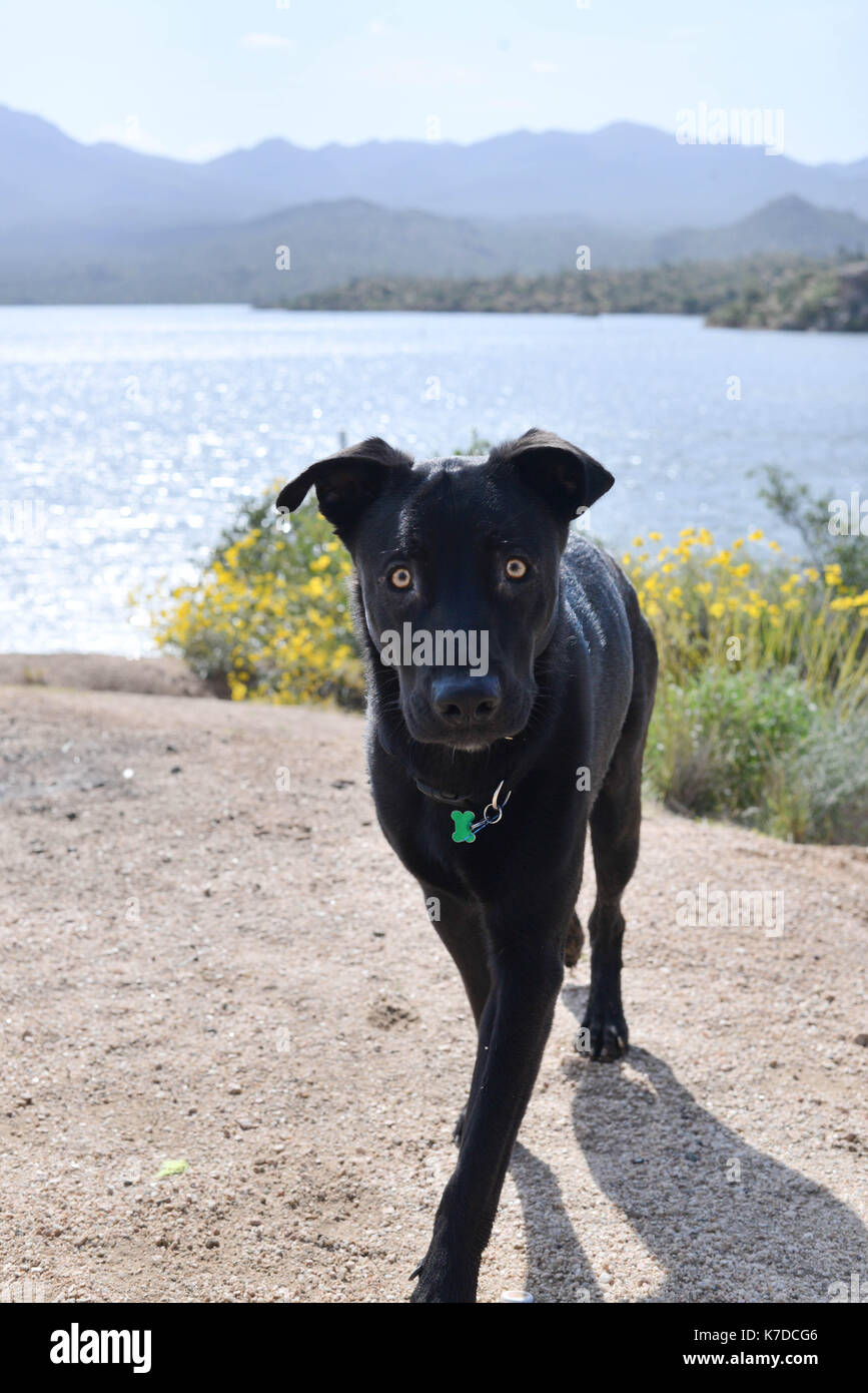 Portrait of dog walking on field against lake Stock Photo