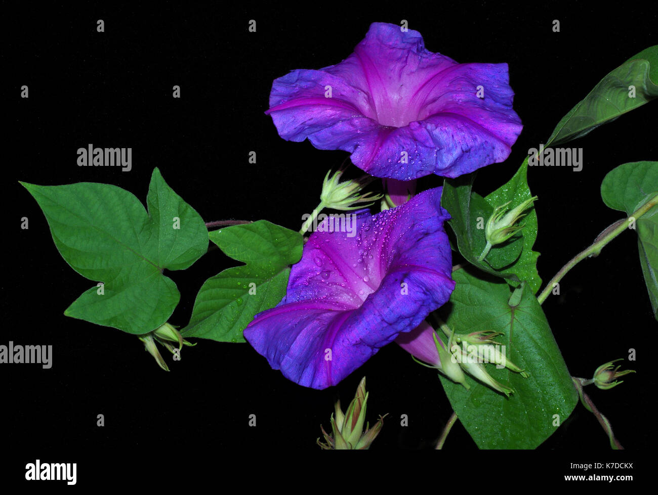Morning glory heavenly blue (ipomoea tricolor) in the rain Stock Photo