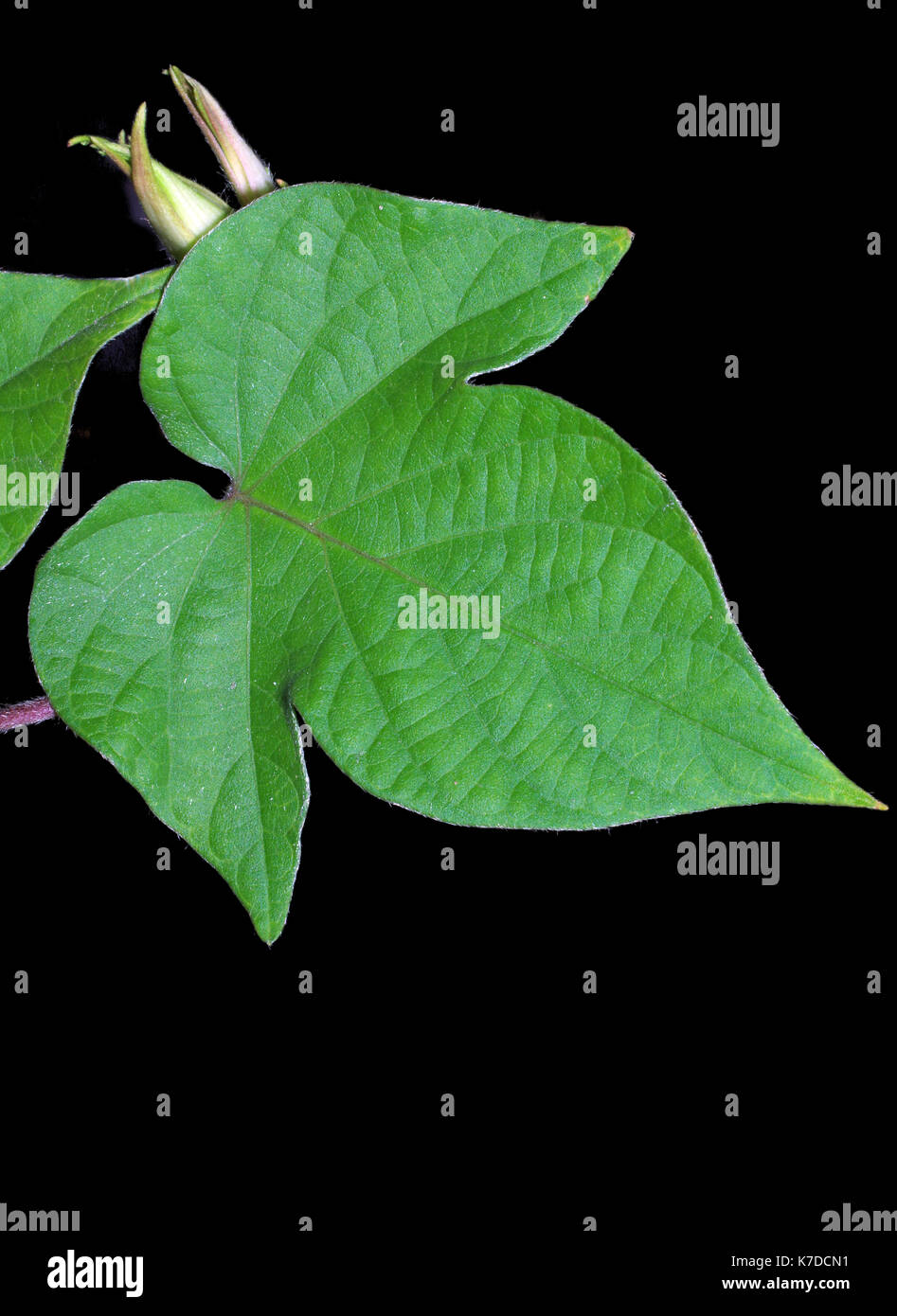 Leaf of morning glory heavenly blue (ipomoea tricolor) in the rain Stock Photo