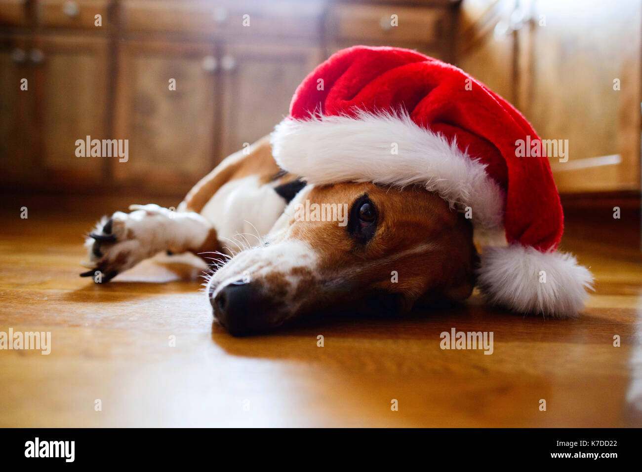 Portrait of dog wearing Santa hat while lying on floor at home Stock Photo