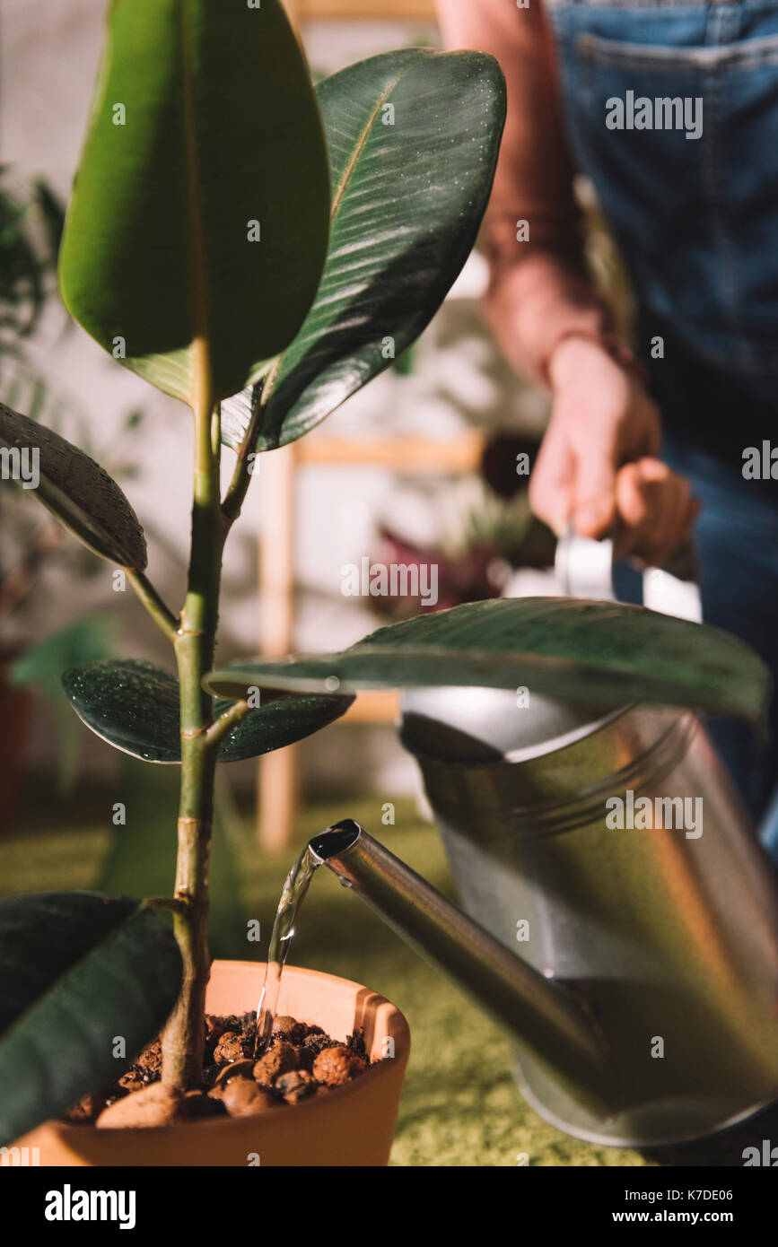 Close-up of woman watering potted plant at home Stock Photo