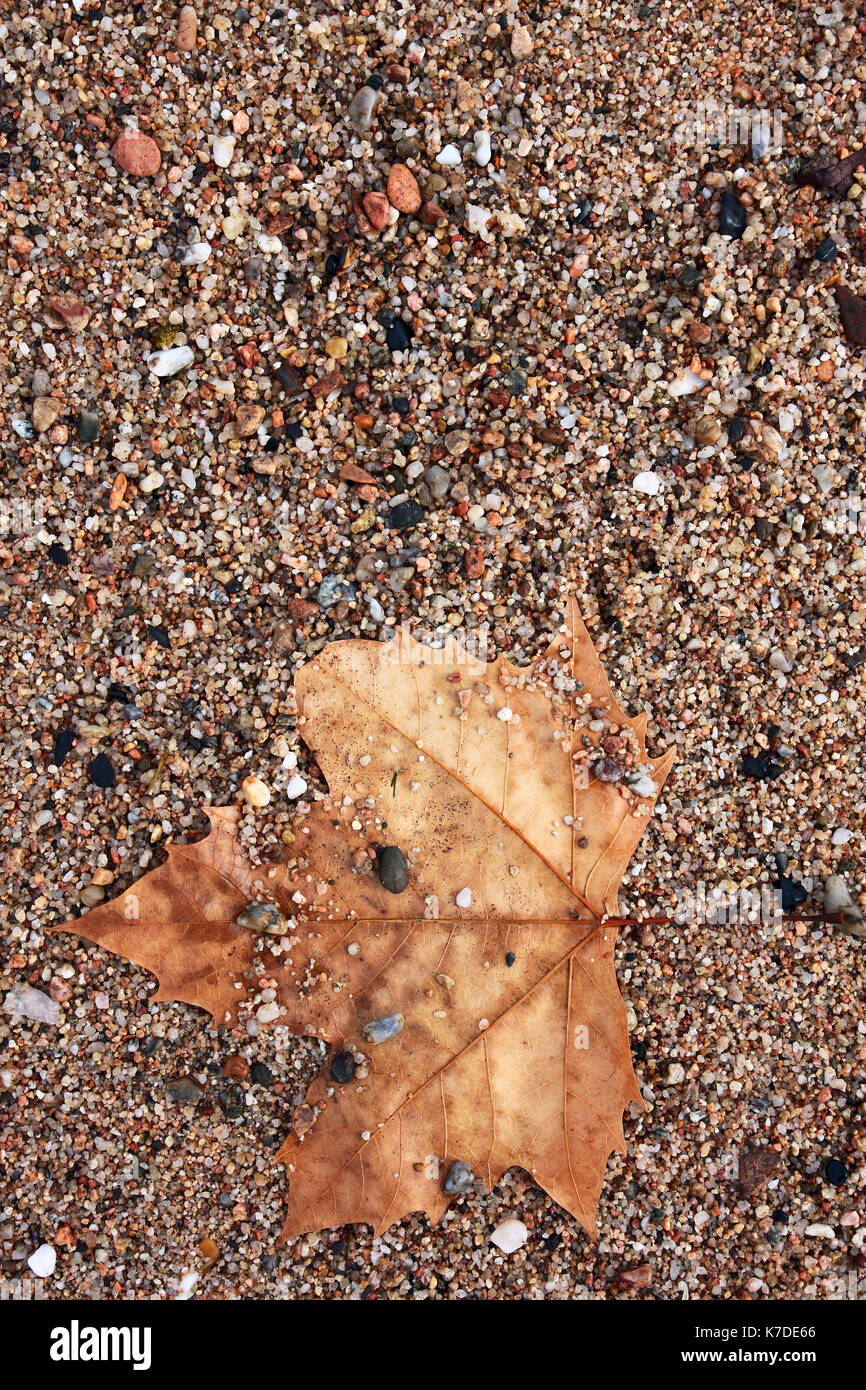 Autumn maple leaf on pebbles beach. they are wet by the water sea Stock Photo