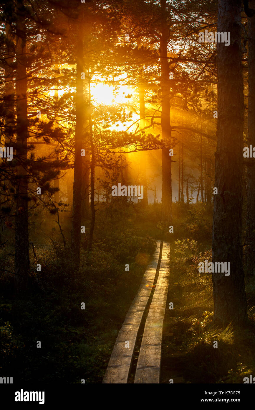 Wooden path through forest, sunrise, Knuthöjdsmossen, Central Sweden, Sweden Stock Photo