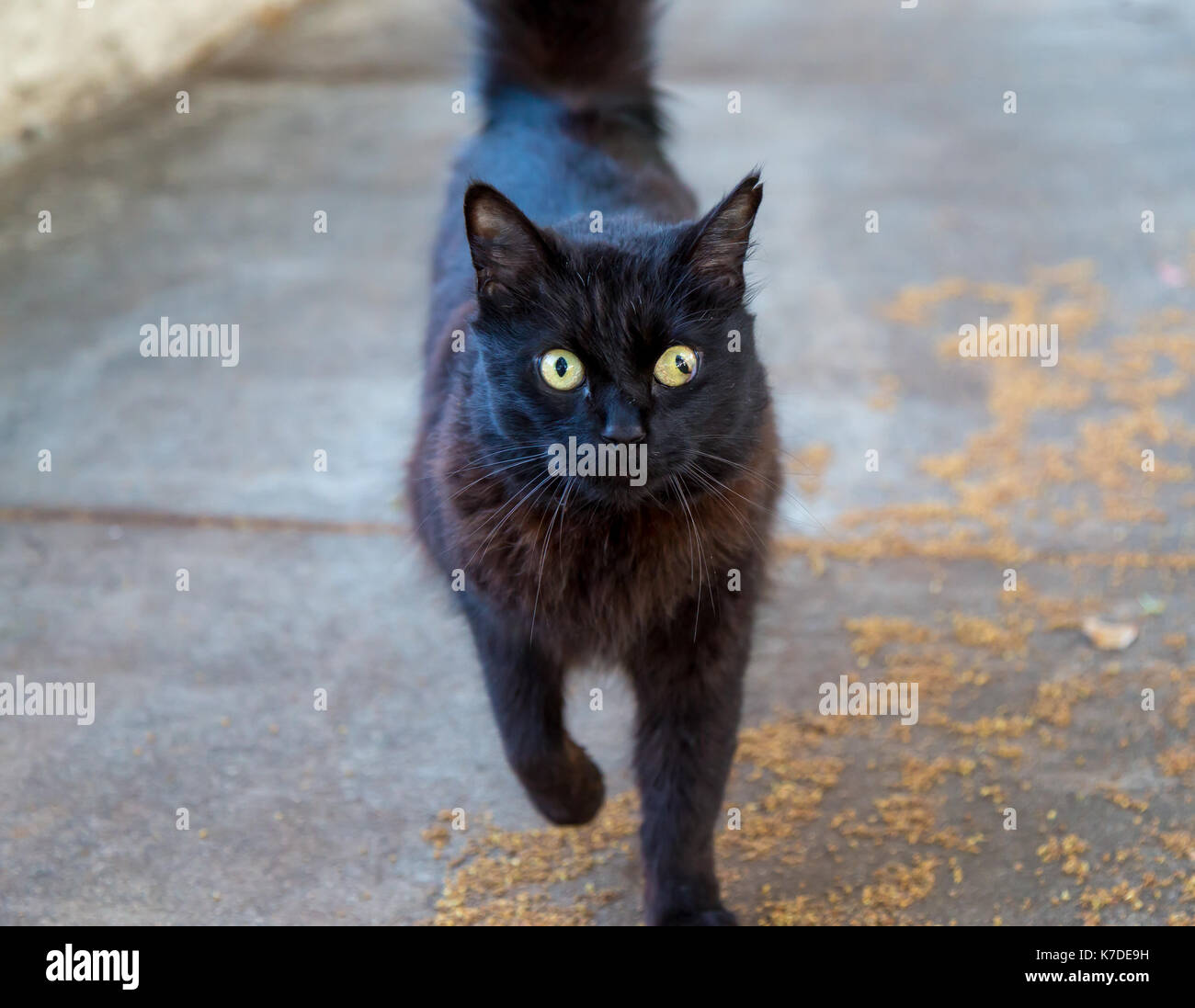 Crazy cat eyes Stock Photo