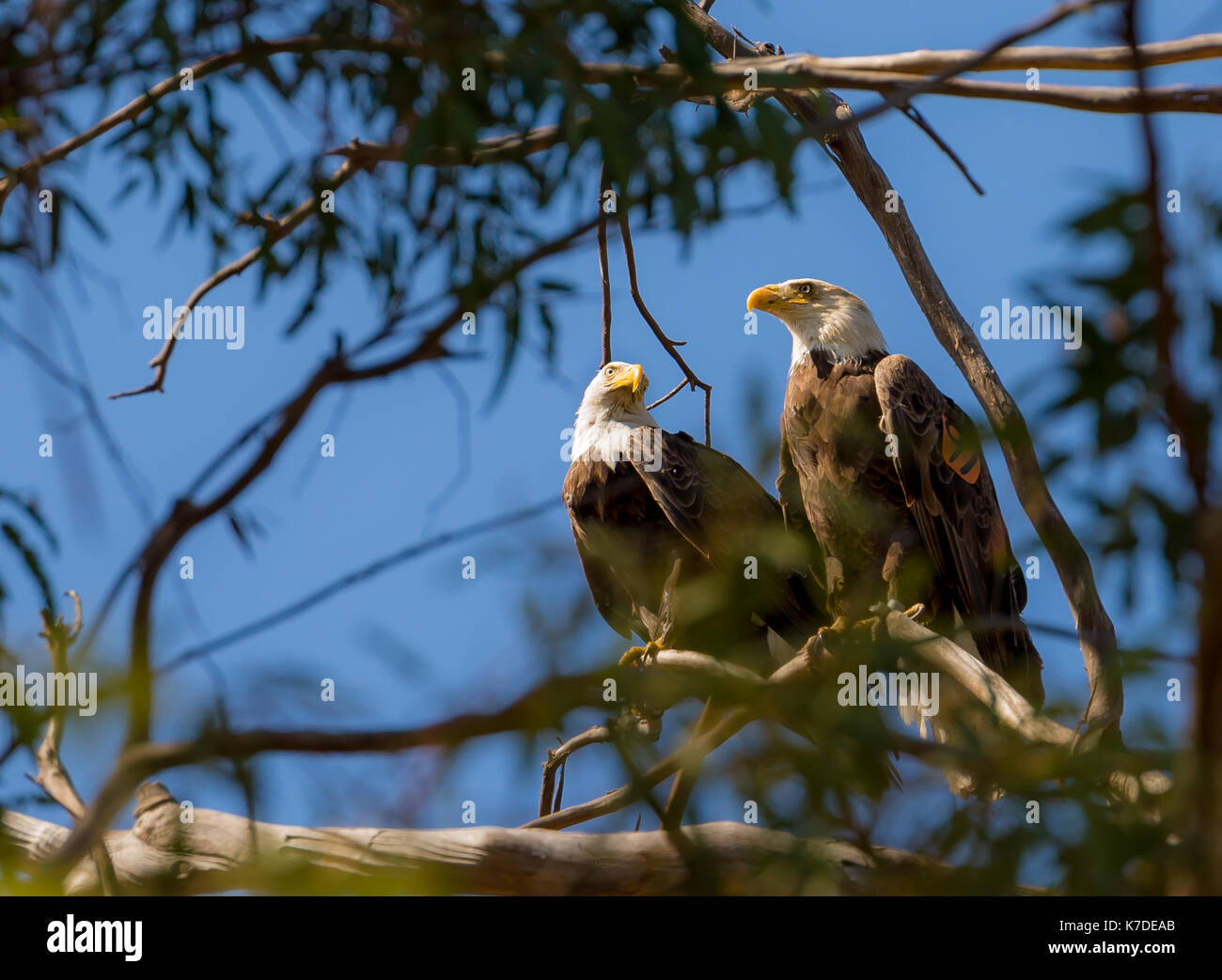 Mated pair of bald eagles Stock Photo