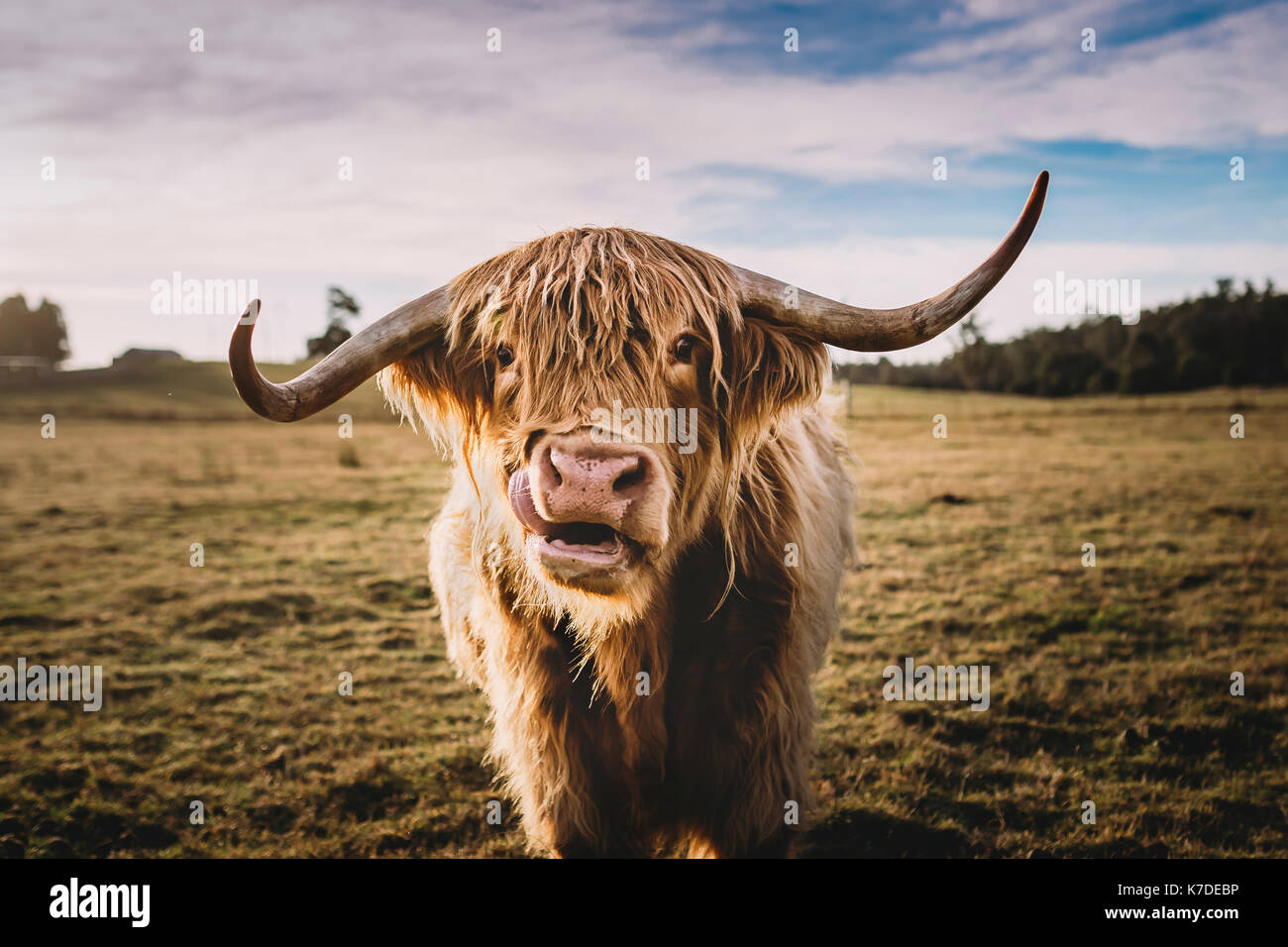 Highland Cattle Sky High Resolution Stock Photography and Images - Alamy