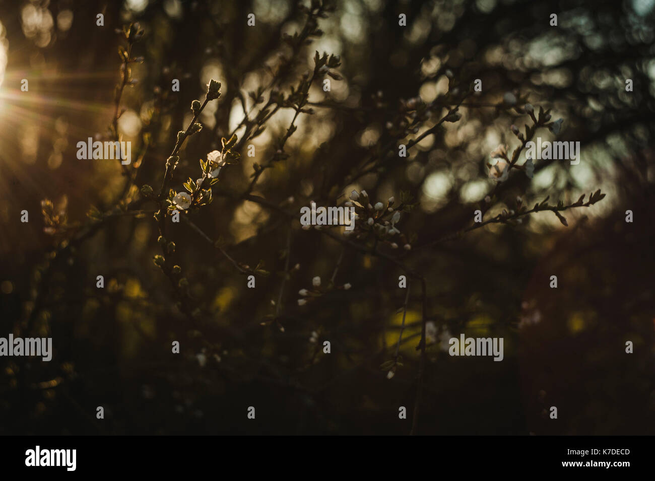 Stem buds flowers hi-res stock photography and images - Alamy