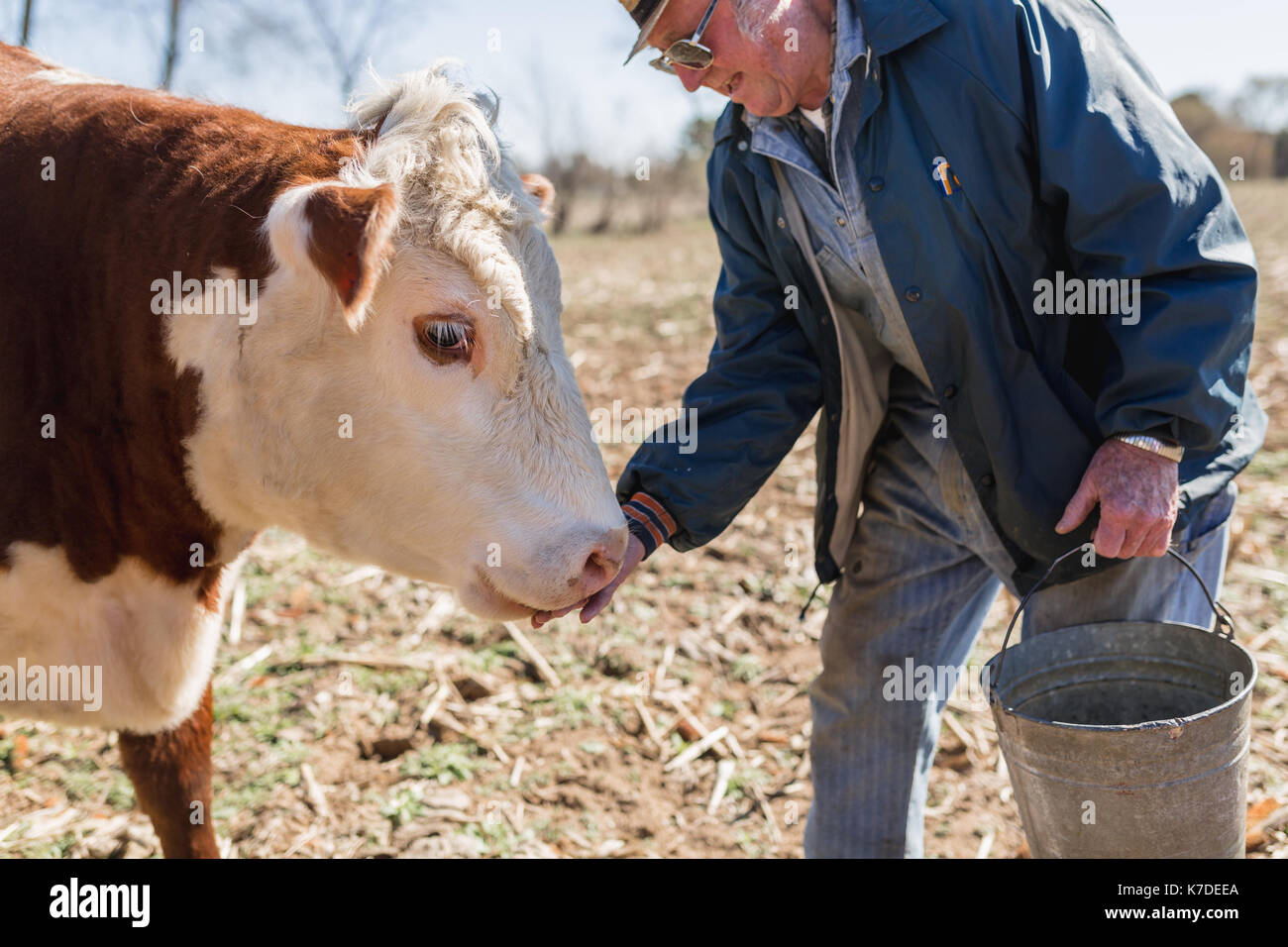 Farmer feeding cow while standing on field Stock Photo