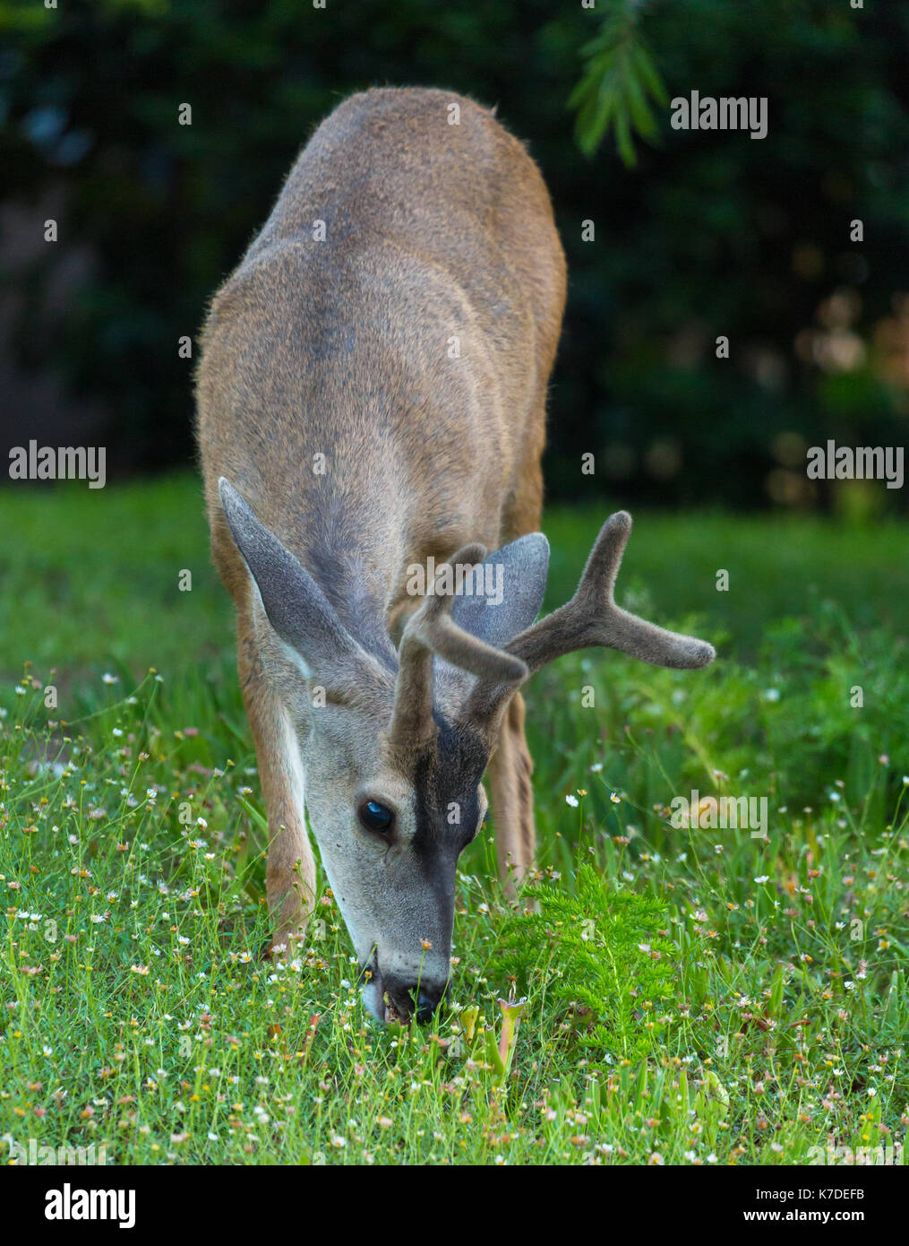 Deer grazing Stock Photo
