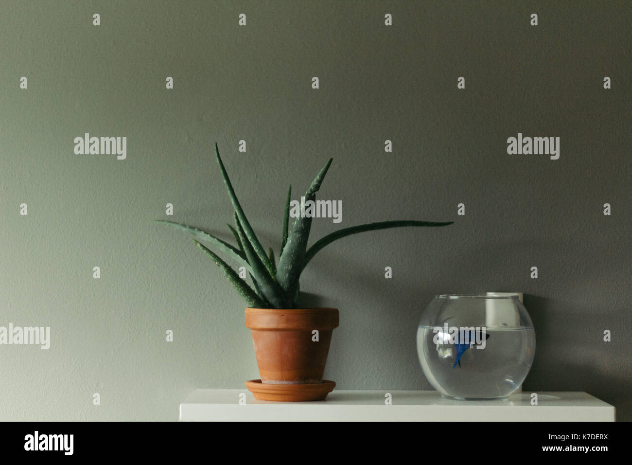 Close-up of potted plant by fish tank on table against wall Stock Photo