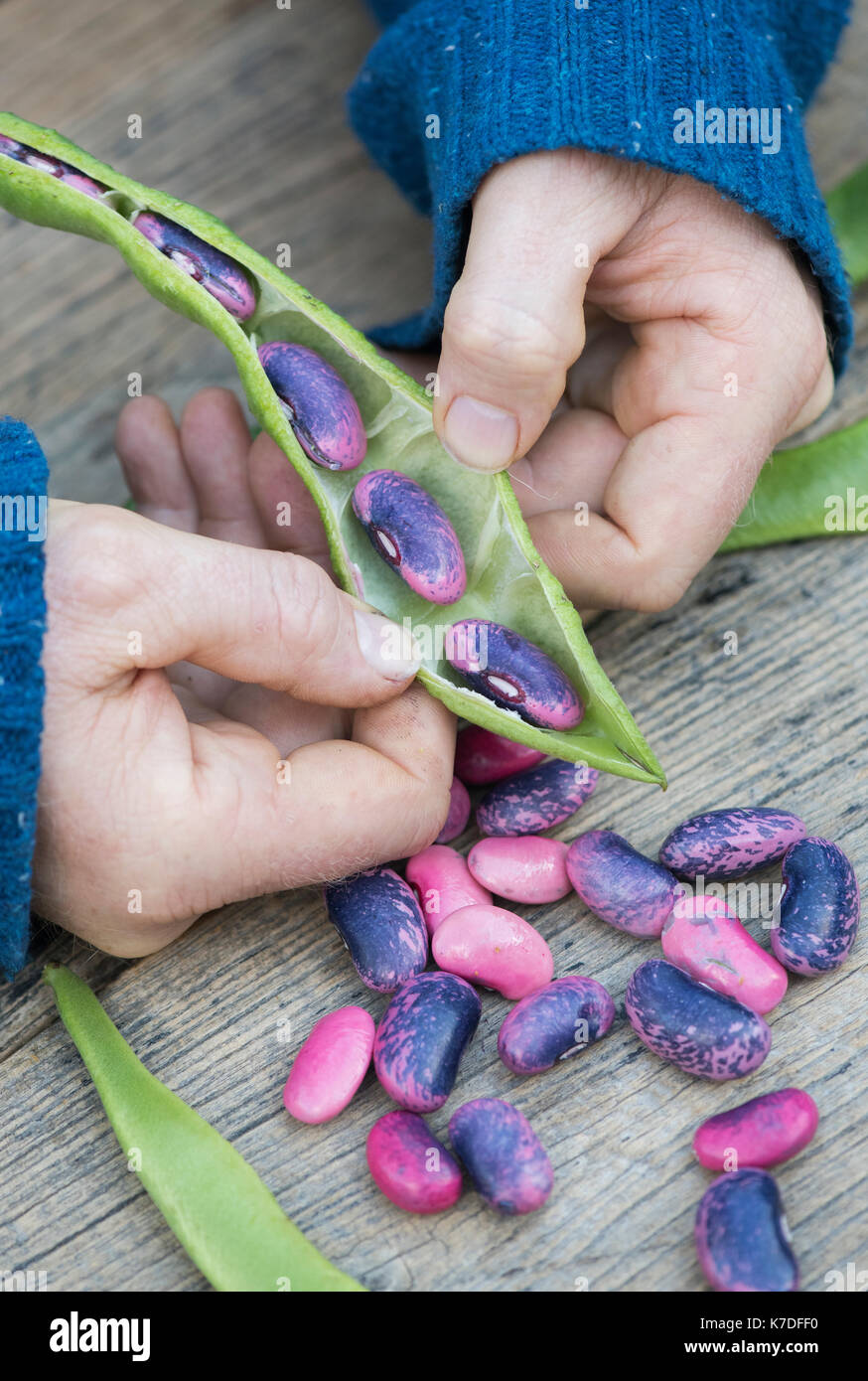 Phaseolus coccineus. Gardener opening a Runner bean 'Scarlet Emperor' seed pod which are being collected for next years seed Stock Photo