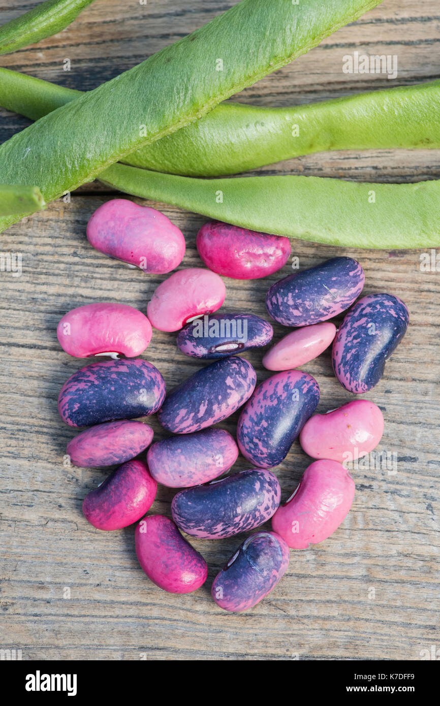 Phaseolus coccineus. Runner bean 'Scarlet Emperor' seeds and seed pods. Stock Photo
