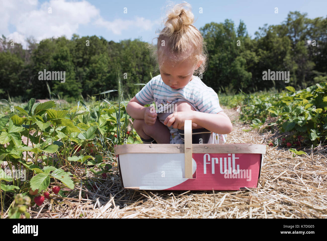 Girl picking strawberries while crouching at farm Stock Photo - Alamy