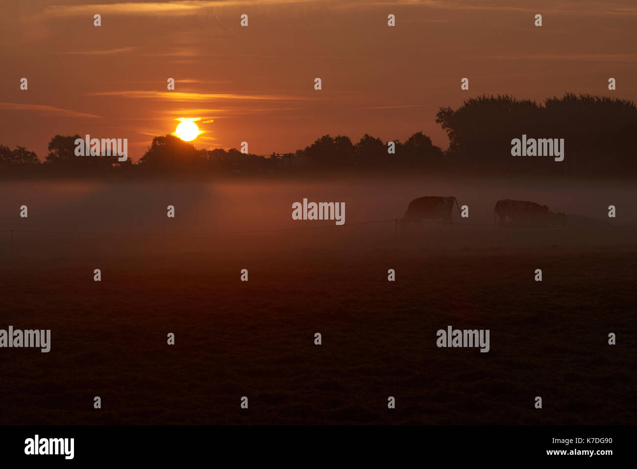 Cows grazing on field against sky during sunrise Stock Photo
